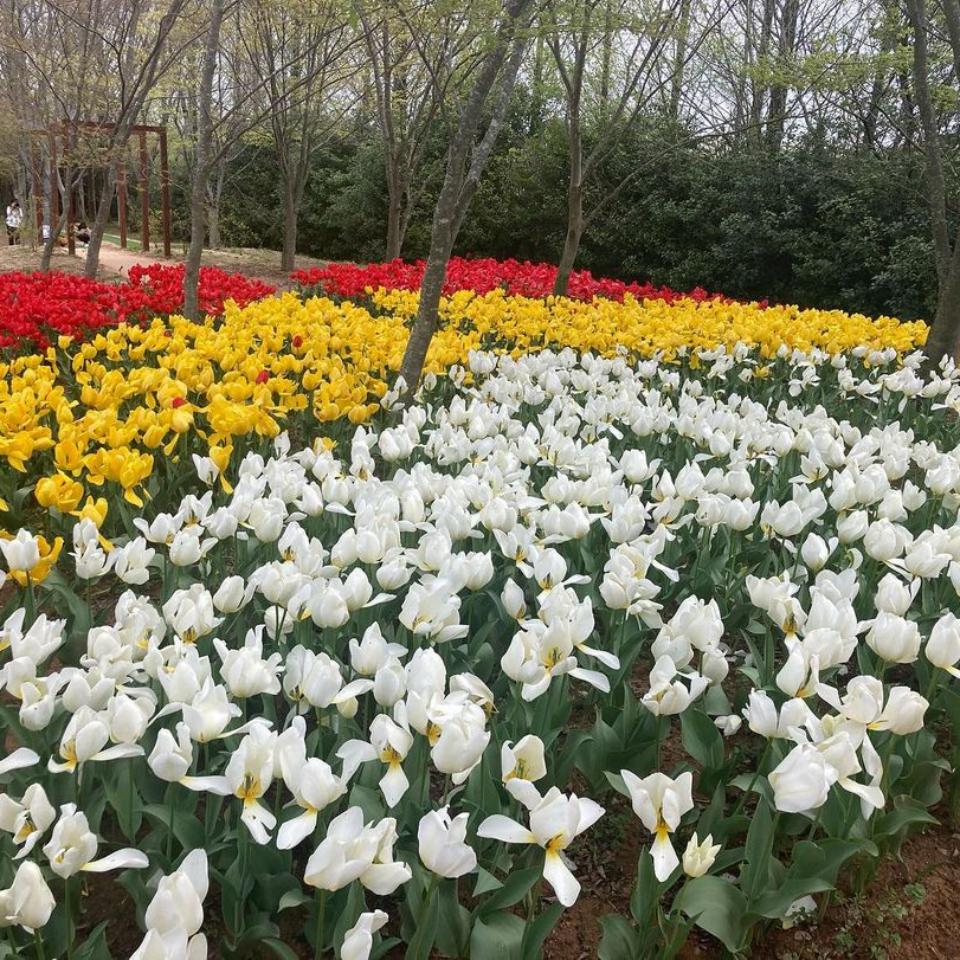 お花畑の画像